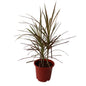 Dracaena Chloroma Plant In 8 Inch Red Nursery Pot