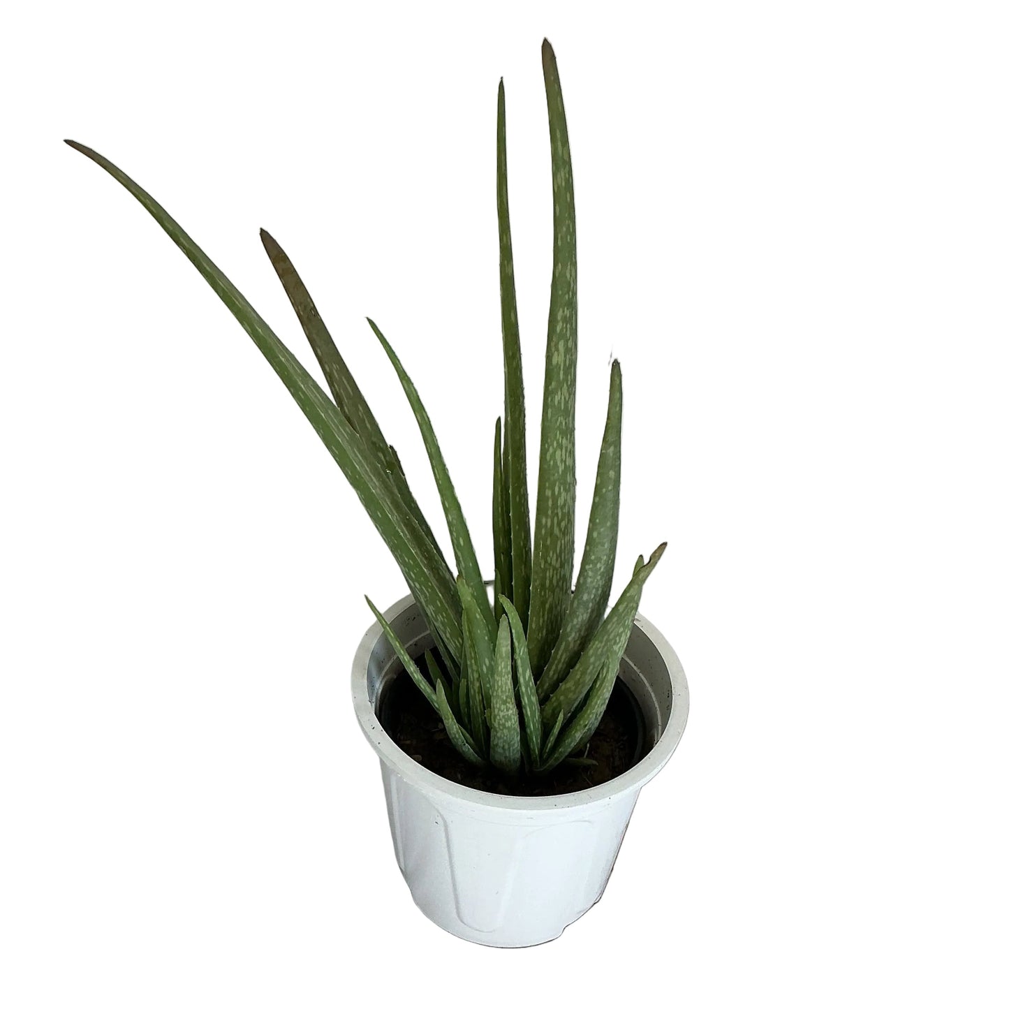 Alov Vera Plant In 8 Inch Nursery Pot