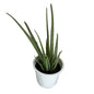 Alov Vera Plant In 8 Inch Nursery Pot