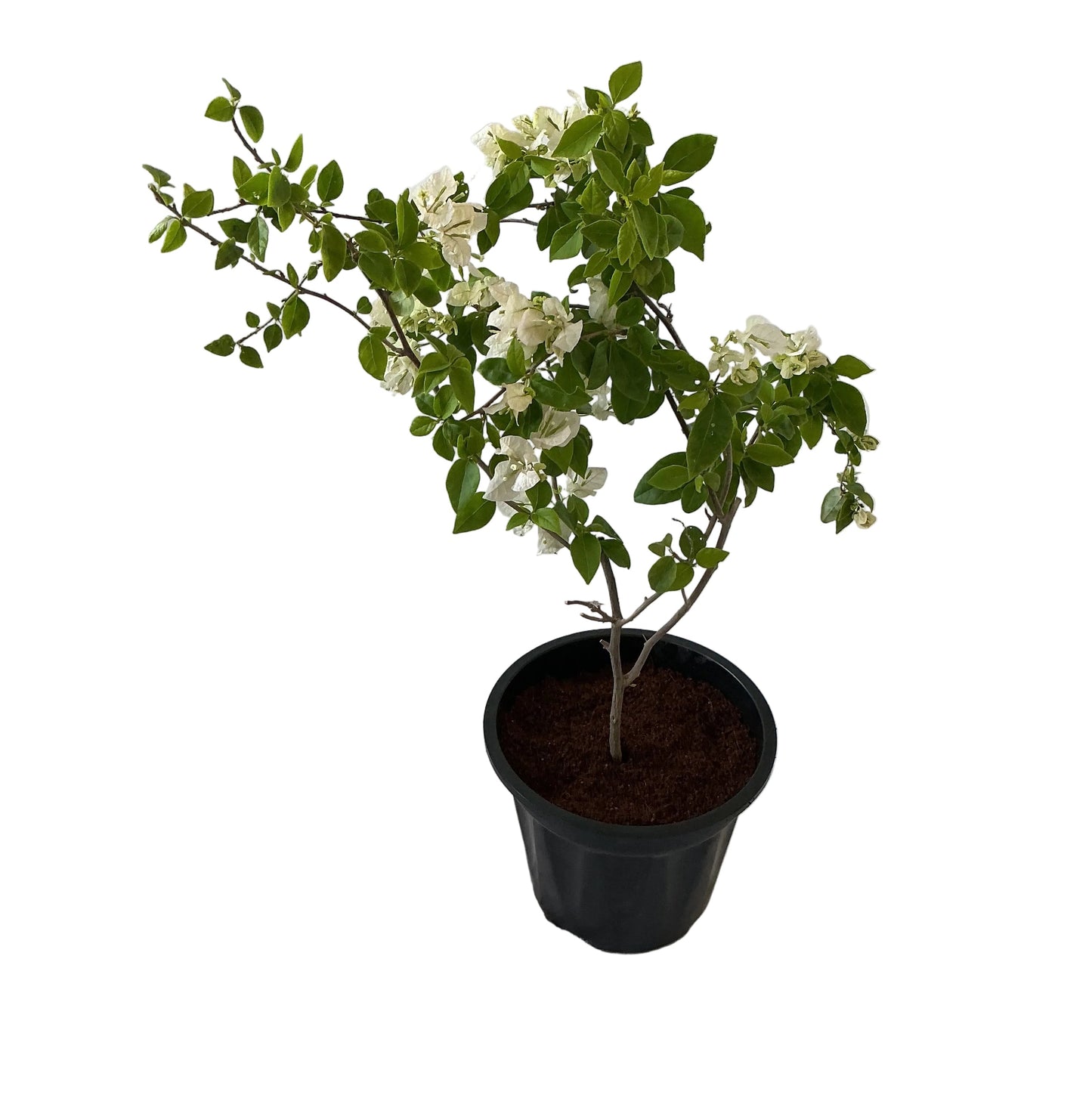 Bougainvillea Flower Plant In 10 Black Nursery Pot