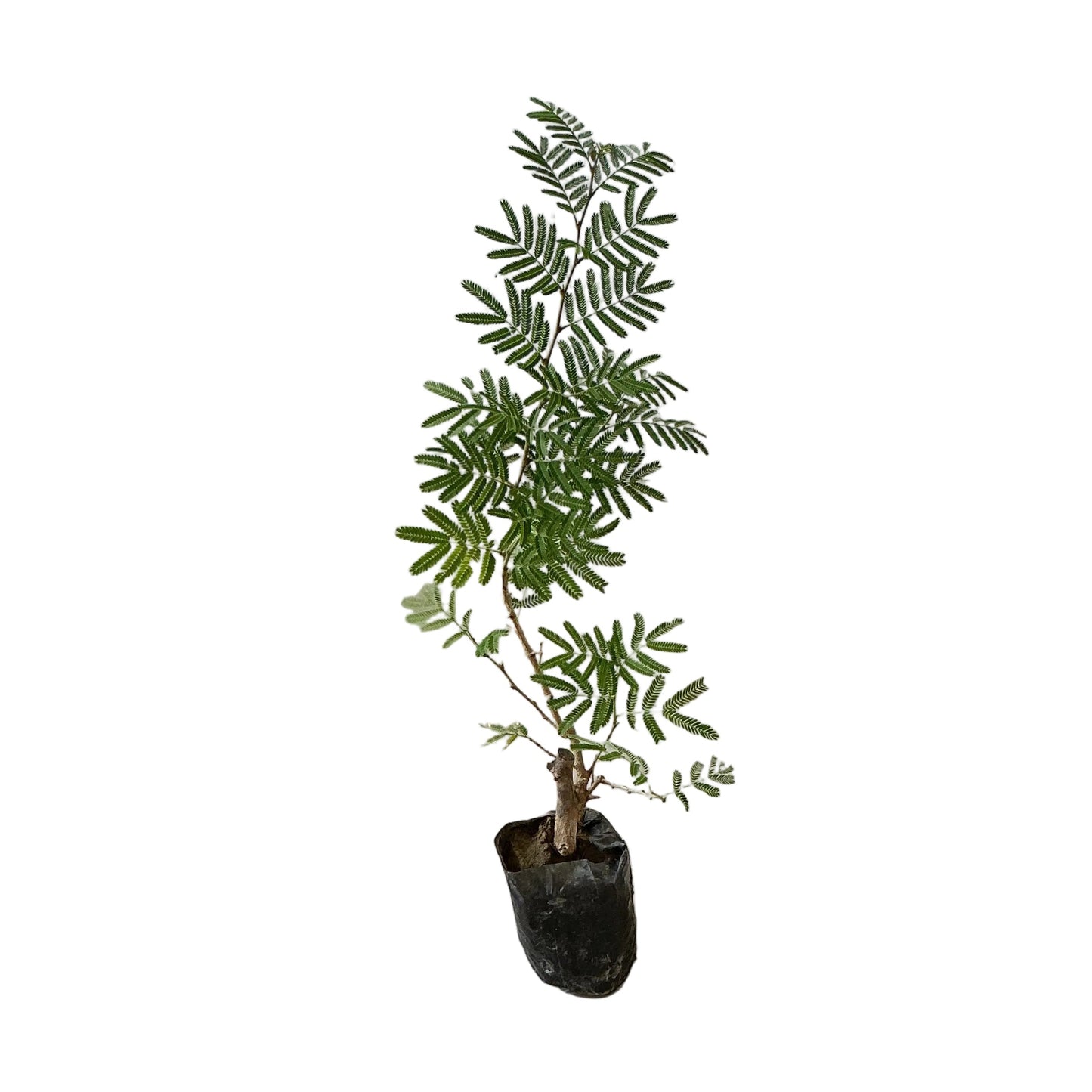 Shami Plant In 4 Inch Poly Bag