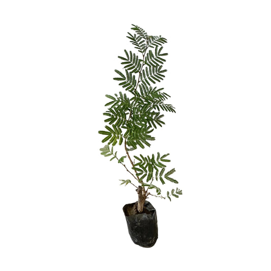 Shami Plant In 4 Inch Poly Bag