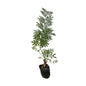 Shami Plant In 4 Inch Poly Bag