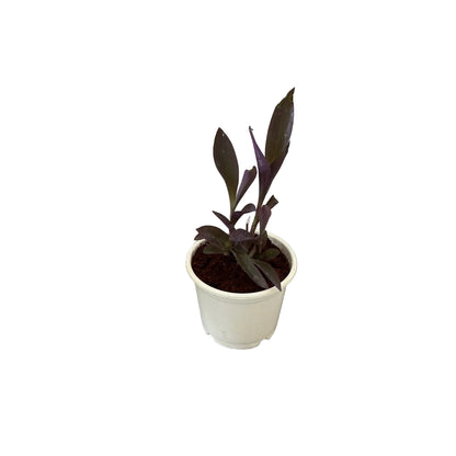 Parpal Heart Plant In 6 Inch White Nursery Pot