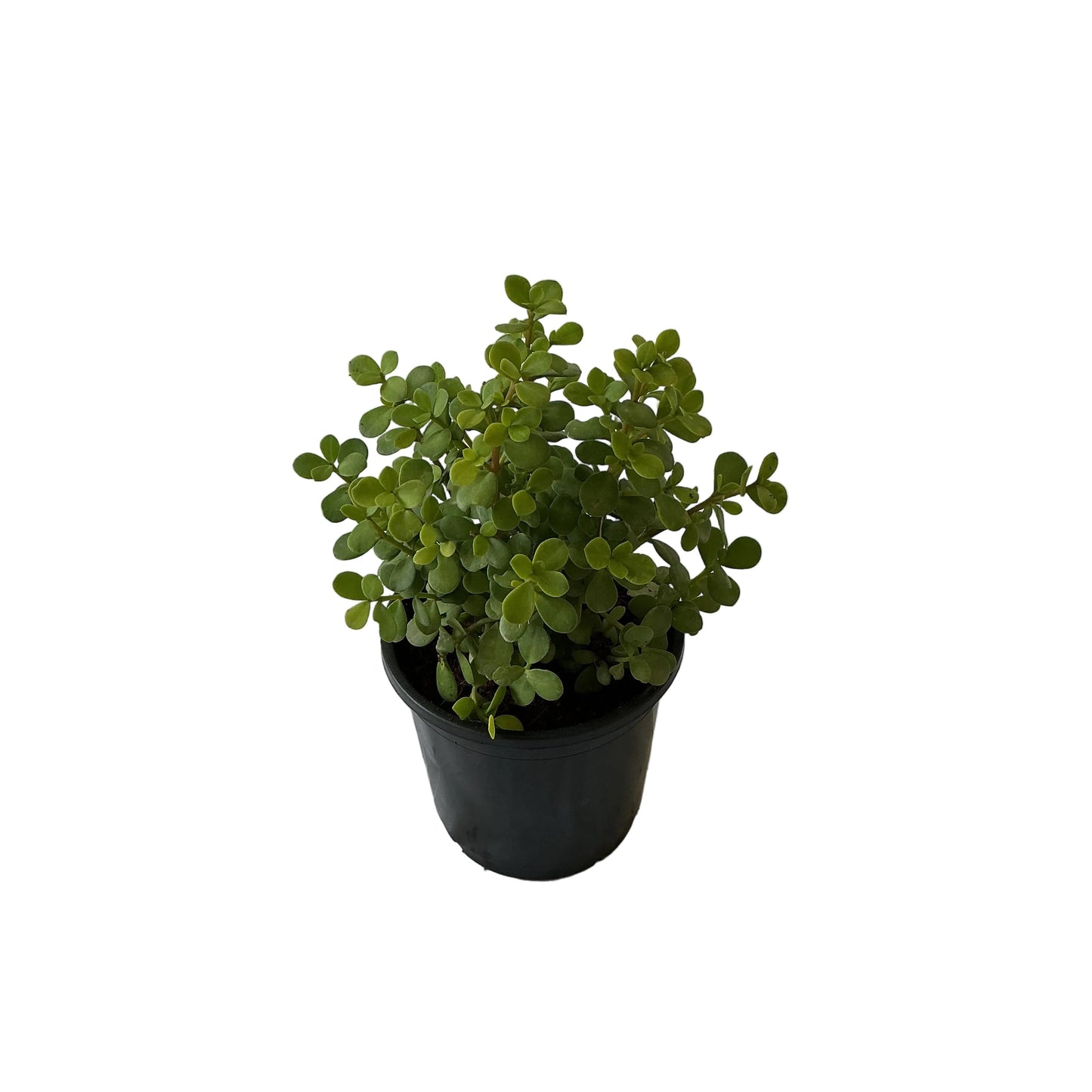 Jade Plant In 6 Inch Black Nursery Pot