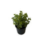 Jade Plant In 6 Inch Black Nursery Pot