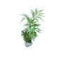 Fern Leaf Aralia Plant In 7 Inch bag