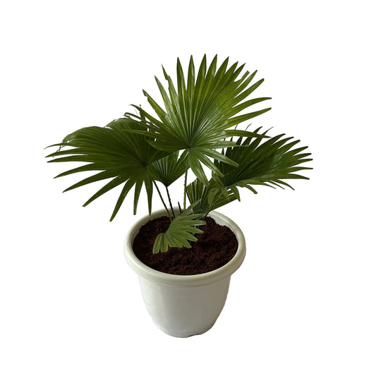 China Palm Plant In 10 Inch White Classic Pot