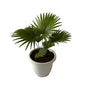 China Palm Plant In 10 Inch White Classic Pot