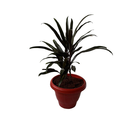 Dracaena Black Plant In 8 Inch Red Classic Pot