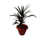 Dracaena Black Plant In 8 Inch Red Classic Pot