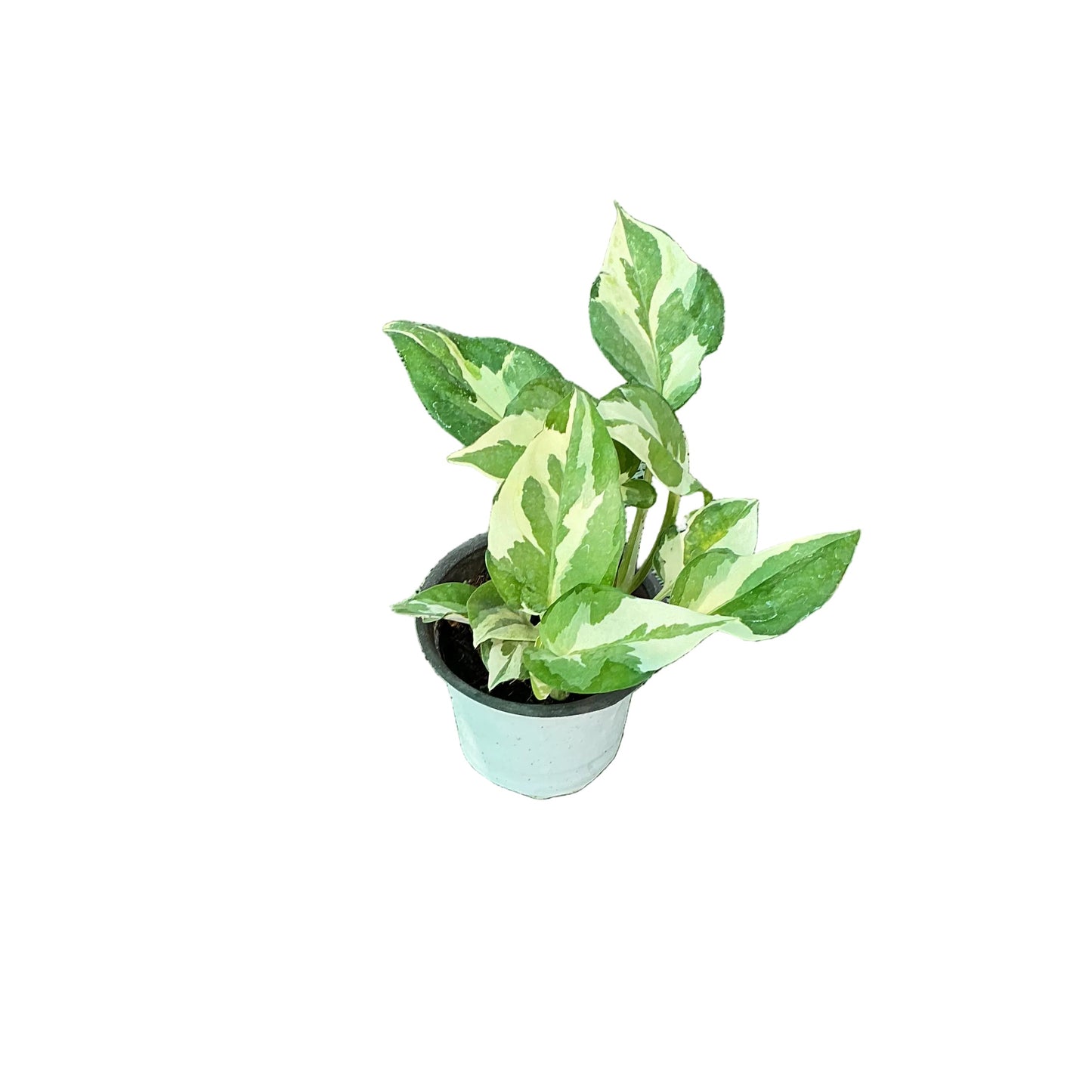 Marble Queen Money Plant Verigated In 4 Inch Nursery Pot