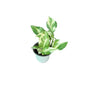 Marble Queen Money Plant Verigated In 4 Inch Nursery Pot