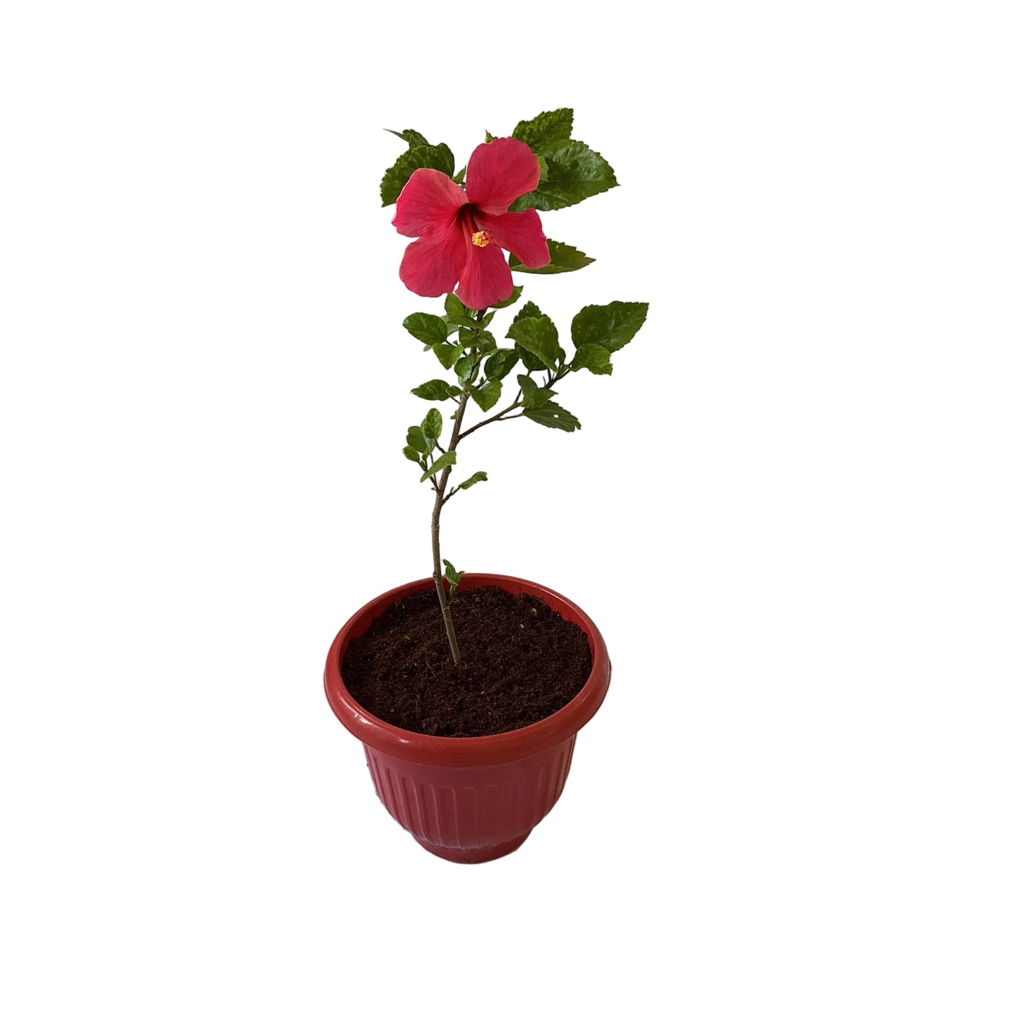Hibiscus Gudhal Plant In 8 Inch Olive Pot