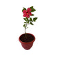Hibiscus Gudhal Plant In 8 Inch Olive Pot