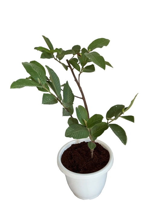 Guava Amrud Plant in 10 inch white classic pot