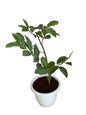 Guava Amrud Plant in 10 inch white classic pot
