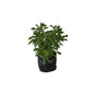 Alternanthera Green Plant In 4 Inch Poly Bag