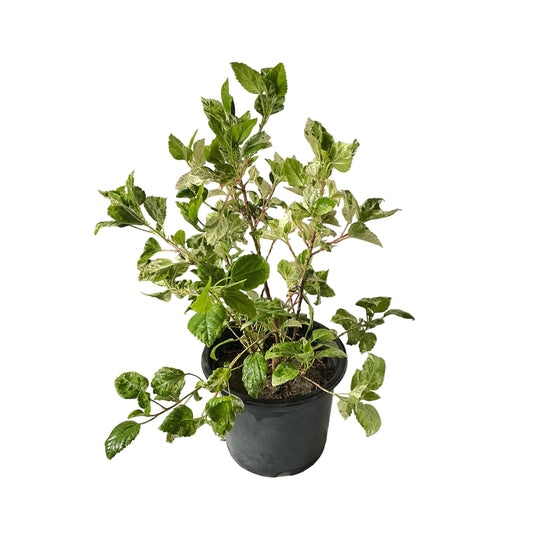 Hibiscus Verigated Flower Plant In 8 Inch Black Nursery Pot