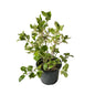 Hibiscus Verigated Flower Plant In 8 Inch Black Nursery Pot