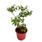 Madhu Malti Dwarf Flower Plant In 8 Inch Red Nursery Pot