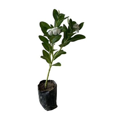 Sadabahar Flower Plant In 4 Inch Poly Bag Any Colour