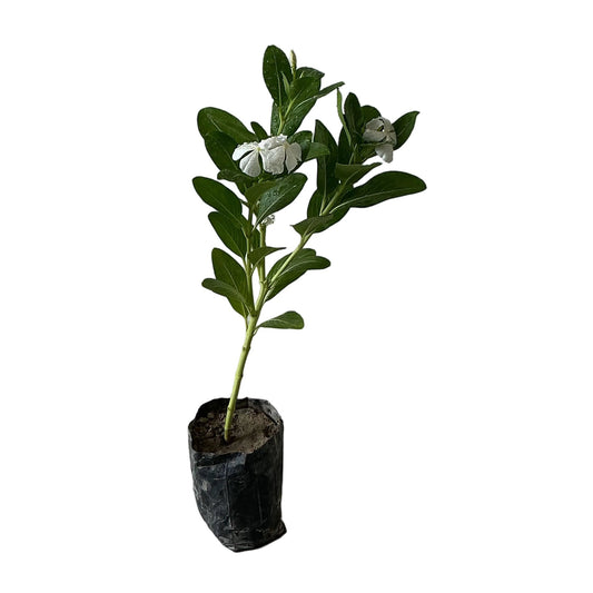 Sadabahar Flower Plant In 4 Inch Poly Bag Any Colour