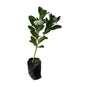 Sadabahar Flower Plant In 4 Inch Poly Bag Any Colour