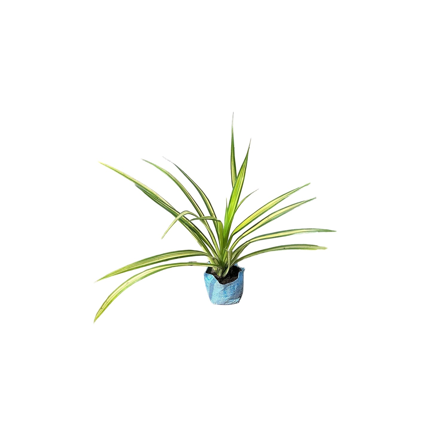 Pandanus Plant In 4 Inch Bag