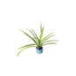 Pandanus Plant In 4 Inch Bag