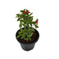 Laltena Flower Plant in 8 inch black nursery pot
