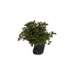 Lady Anthra Plant in 4 inch poly bag