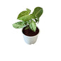 Singonium Green Plant In 6 Inch White Nursery Pot