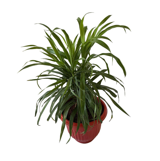 Dracaena Green In 8 Inch Red Olive Pot
