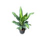 Dracaena Fragrance Plant In 8 Inch Nursery Pot