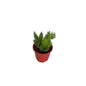 Asparagus Meri Plant In 6 Inch Red Nursery Pot