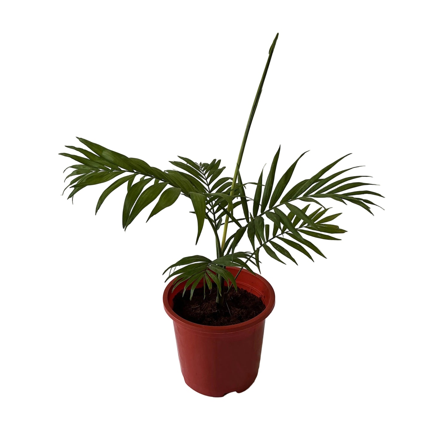 Chamaedorea Plant In 6 Inch Red Nursery Pot