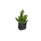 Asparagus Mari Plant In 6 Inch Nursery Pot