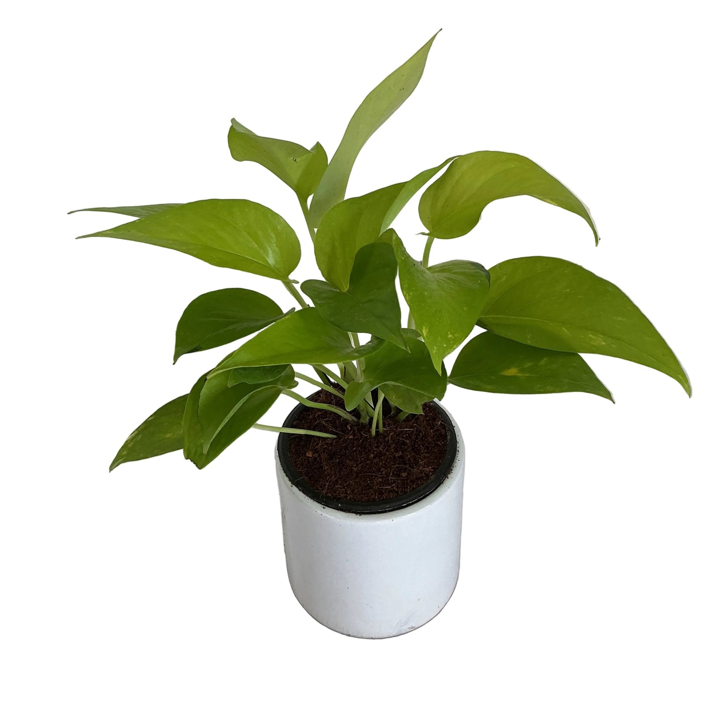 Golden Money plants in 4 inch white square ceramic pot