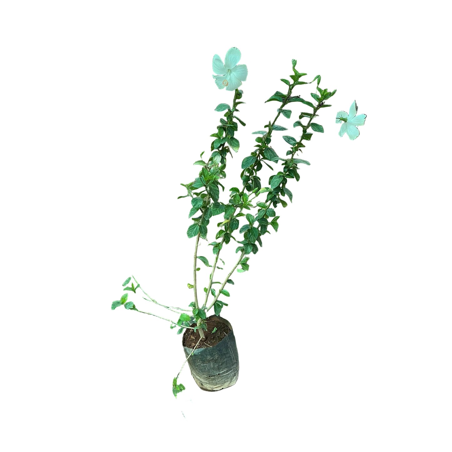 Hibiscus Flower Plant In 8 Inch Poly Bag