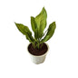 Aglaonima silver plant in 8 inch white nursery pot