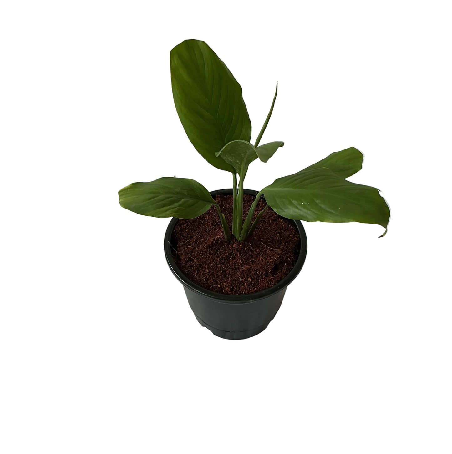 Peace Lily Plant In 6 Inch Black Nursery Pot