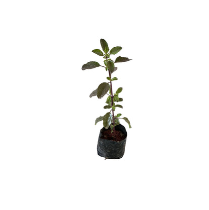 Set Of-2 Rama Shyama Tulsi In 4 Inch Bag