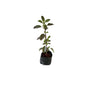 Shyama Tulsi In 4 Inch Poly Bag