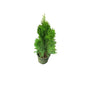 Mayurpankhi Plant In 6 Inch Nursery Pot