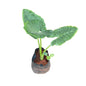 Alocasia Dwarf Plant In 10 Inch Poly Bag