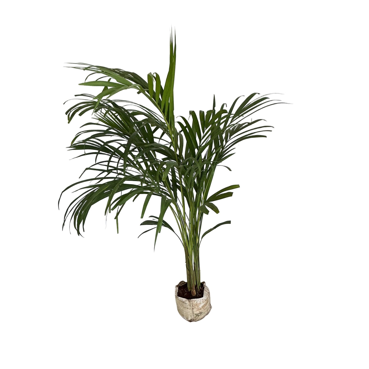 Arica Palm In 6 Inch Bag