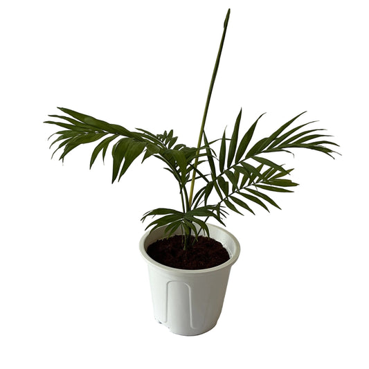 Chamaedorea Plant In 8 Inch White Nursery Pot