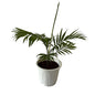 Chamaedorea Plant In 8 Inch White Nursery Pot