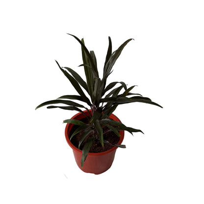 Dracaena Black Plant In 8 Inch Red Nursery Pot